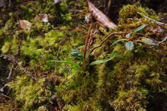 Rhododendron kawakamii
