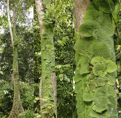 Rhaphidophora