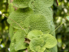 Rhaphidophora