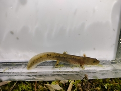 Tsinpa Salamander photo 2