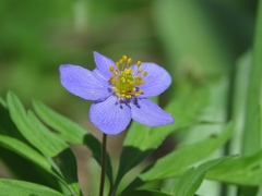 Anemonoides caerulea