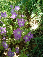 Chaerophyllum nodosum