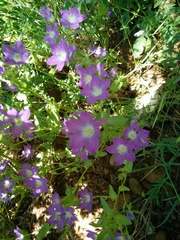 Chaerophyllum nodosum
