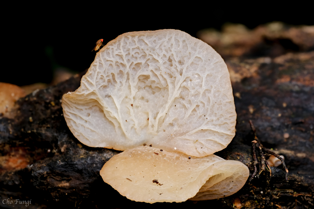 Auricularia sinodelicata