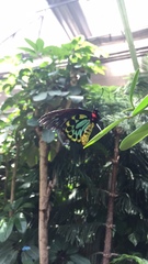 Ornithoptera