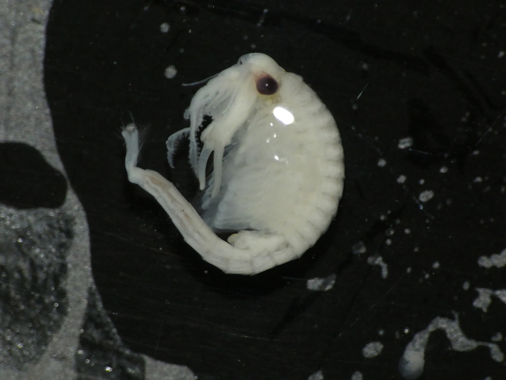 Fairy Shrimp