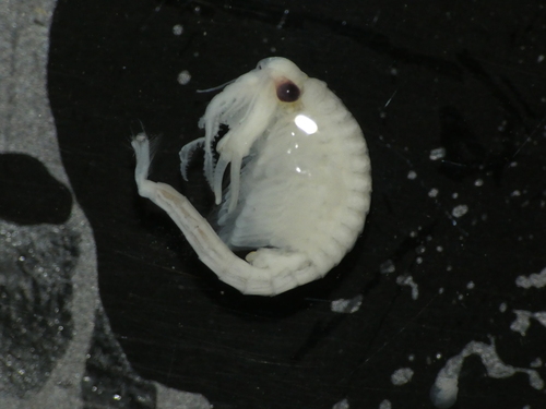 Fairy Shrimp