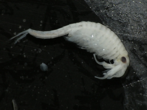 European Fairy Shrimp