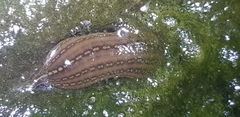 Whitmania pigra