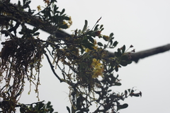 Rhododendron kawakamii