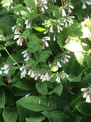 Symphytum × hidcotense