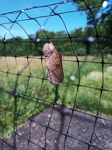 Honey Locust Moth photo 5