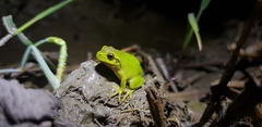 Hyla flaviventris