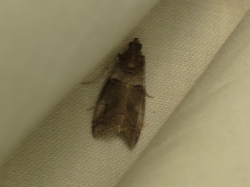 Acrobasis caliginella photo 2