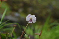 Viola adenothrix