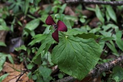 Trillium erectum erectum