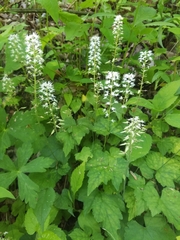 Tiarella austrina
