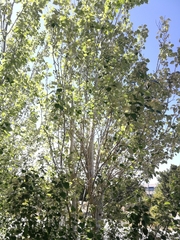 Populus