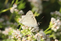 Tharsalea xanthoides