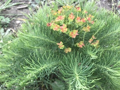 Euphorbia cyparissias