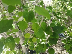 Populus