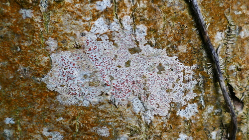 Bloody Comma Lichen (Coniocarpon cinnabarinum)