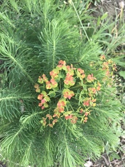 Euphorbia cyparissias