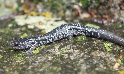 White-spotted Slimy Salamander
