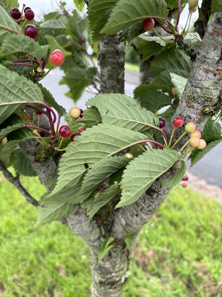 plums, cherries, and allies from Udimore Road, Rye, England, GB on May ...