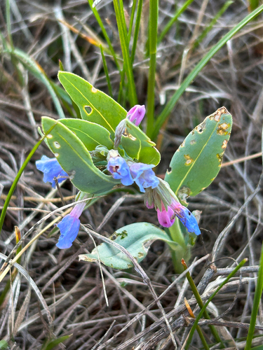 Prairie Bluebells