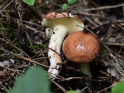 Šilinis Kazlėkas nuotrauka