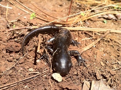 Ambystoma flavipiperatum