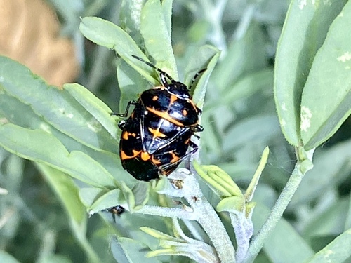 iNaturalist observation photo of Harlequin Bug