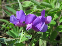Lathyrus humilis