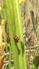 Exyra semicrocea