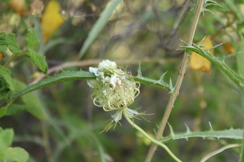 Image of Artedia squamata by (c) yelena_antipova, some rights reserved (CC BY)
