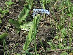 Myosotis imitata