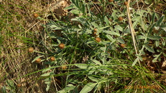 Psephellus sibiricus