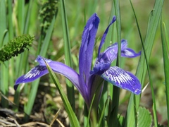 Iris ruthenica