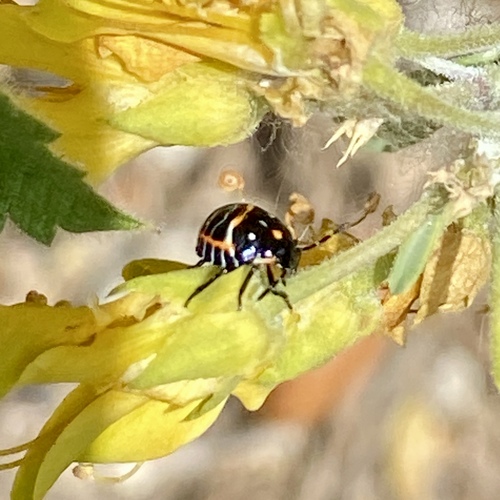 iNaturalist observation photo of Harlequin Bug
