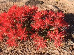 Castilleja scabrida scabrida