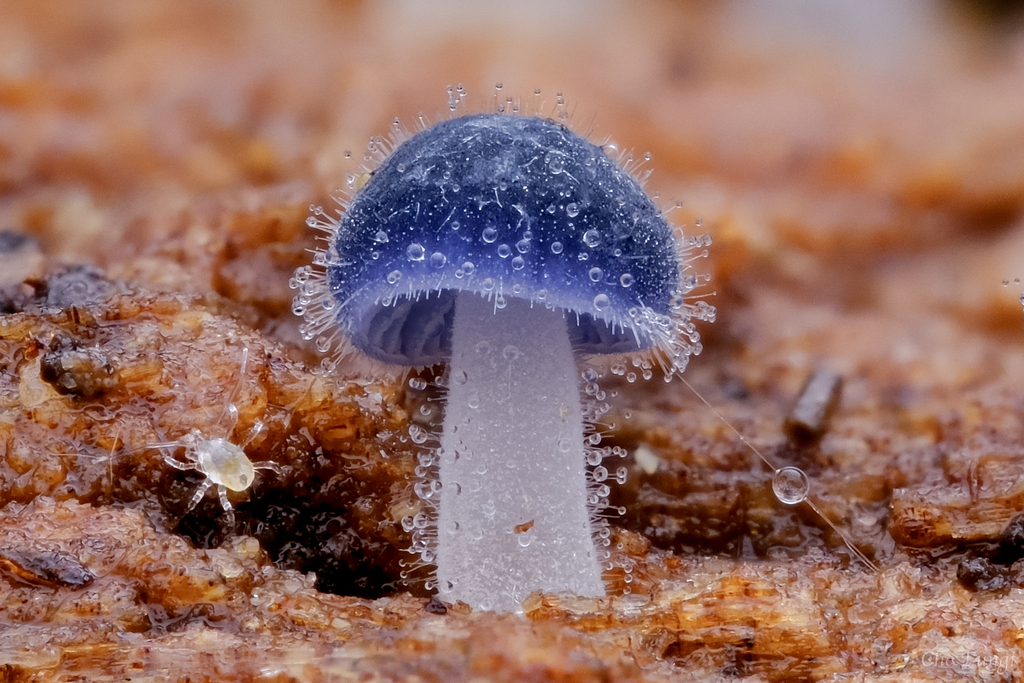 Mycena subcyanocephala from Neihu District, Taipei City, Taiwan 114 on ...