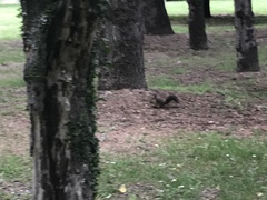 Sciurus vulgaris