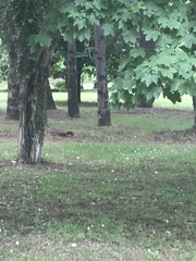 Sciurus vulgaris