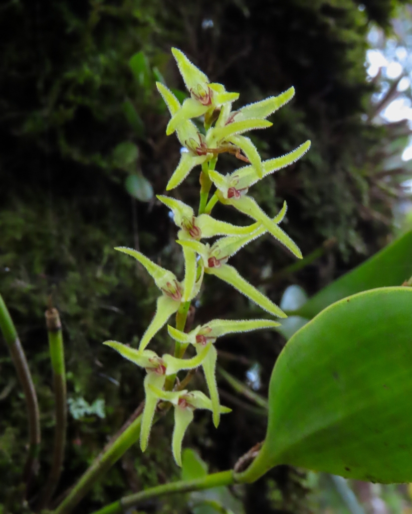 Stelis poasensis