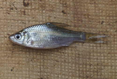 Beardless barb (Anematichthys repasson) — Cyprinidae — 3