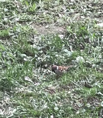 Passer montanus
