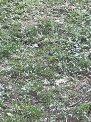 Passer montanus