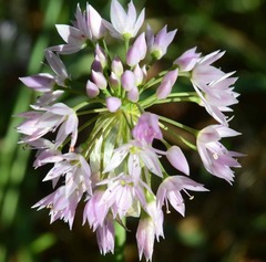 Allium bisceptrum
