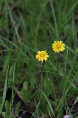 Taraxacum palustre
